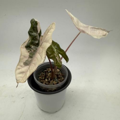 Alocasia Sanderiana Pink Variegated – ألوكاسيا سانديريانا الوردي فرقيتد