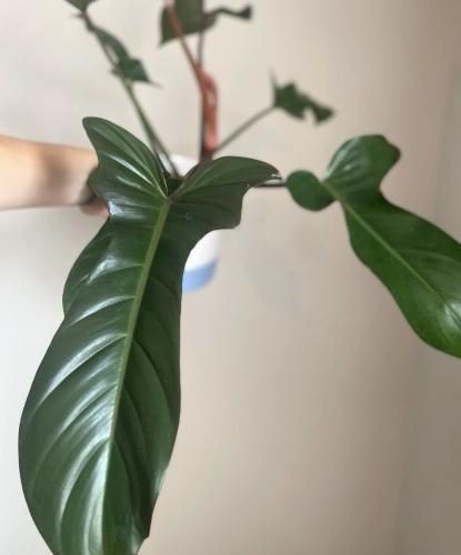 Philodendron Florida Bronze – فيلوديندرون فلوريدا برونزي