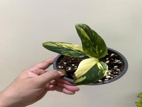 Monstera standleyana Variegated - مونستيرا ستاندليانا  فرقيتد