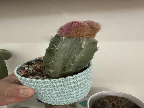 ‏Echinocereus rigidissimus var. rubrispinus