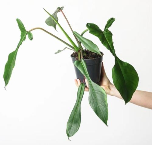 فيلوديندرون جويبي - Philodendron Joepii