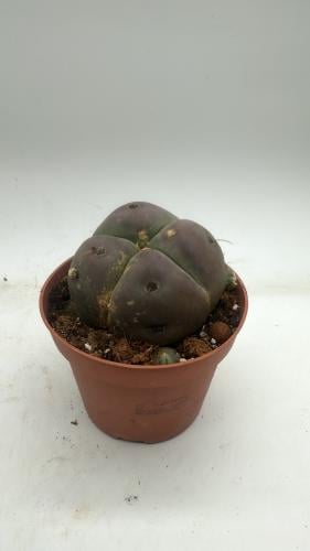 Gymnocalycium sp. (4 ribs form) — جمينوكاليشيوم (شكل ٤ أضلاع)