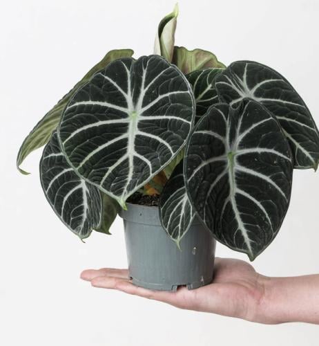 Alocasia Ninja - ألوكاسيا نينجا
