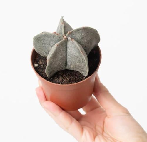 Powdery Astrophytum - صبار بودري الفلكية