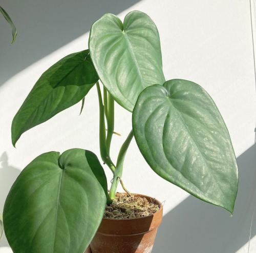 Syngonium chiapense- سينجونيوم تشيابينس