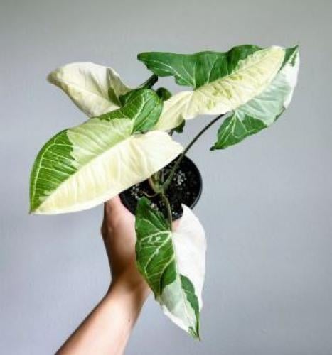 Syngonium Batik Variegated - سونقونيوم باتيك فرقيتد