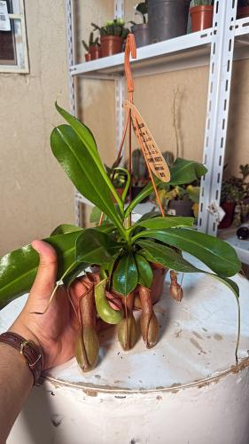 Nepenthes  Maxima - نيبنتيس ماكسيما