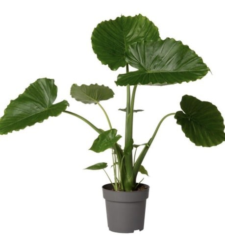 Alocasia gageana 'California ألوكاسيا جاجانا "كاليفورنيا"- '