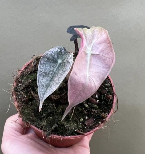 ‏Alocasia Polly Variegated Pink