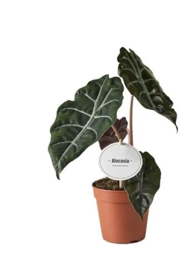 ‎‏Alocasia Chantrieri - ‏ألوكاسيا شانترييري