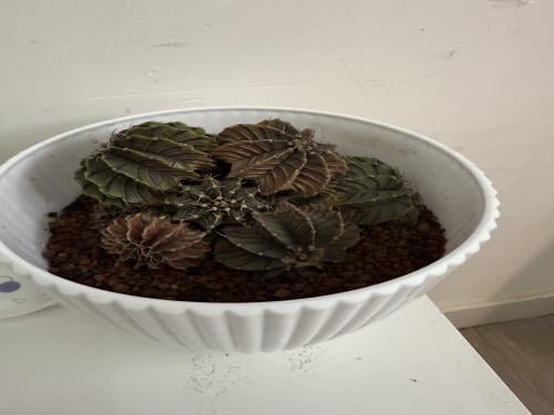 Gymnocalycium friedrichii LB2178 – جيمونوكاليسيوم LB2178 النادر