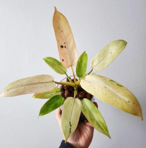 ‏فيلوديندرون ويبل واي بينك ليف - ‏Philodendron Whipple Way leaf pink