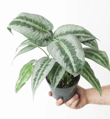 Schismatoglottis Silver Indukan- شِسْمُوغلوتيس فضي إندوكان