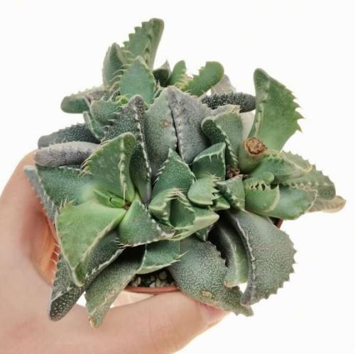 Faucaria tigrina - Tiger Jaws -  الفوكاريا تيجرينا