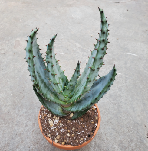 Aloe Marlothii - ألوة مارلوثي