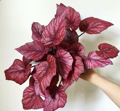 بيجونيا إنكا فليم  - Begonia Inca Flame