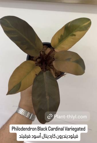 Philodendron Black Cardinal Variegated - فيلوديندرون كاردينال أسود فرقيتد