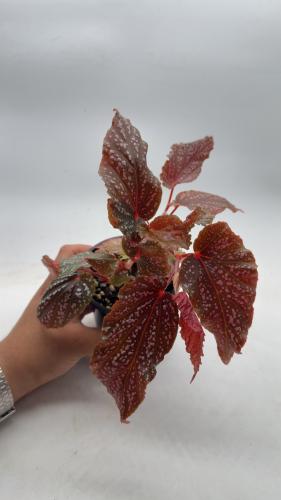 Begonia benigo pink - بيجونيا بينيجو وردي