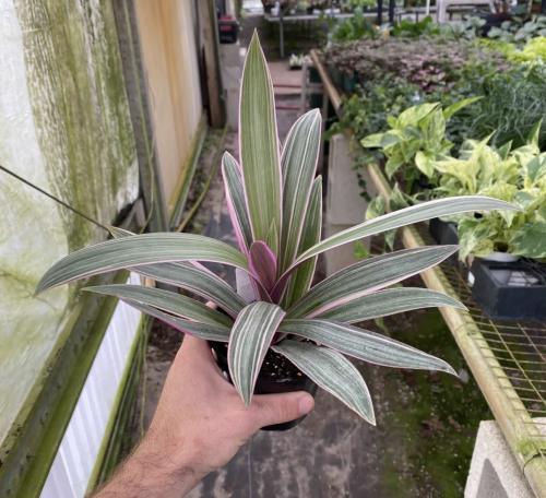 Tradescantia spathacea ‘Tricolor’ – تراديسكانتيا سباثاسيا ثلاثية الألوان