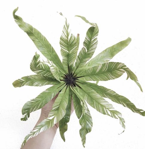 Asplenium Nidus Bird Nest Fern Variegated