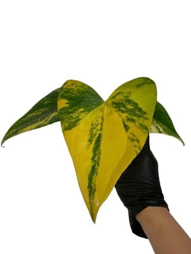 Anthurium Pterodactyl variegated - أنثوريوم بتروداكتيل فرقيتد