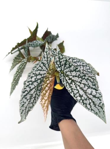 Begonia White Ice - بيجونيا وايت آيس