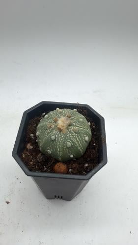 Astrophytum asterias cv. Superkabuto (Dark Red Flower)