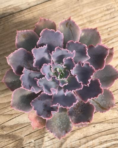 Echeveria 'Purple Dance' - إشيفيريا 'الرقصة الأرجوانية'