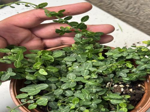 Euonymus fortunei ‘Kewensis’ –يوونيموس فورتشني ‘كيوينسيس’