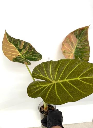 Alocasia Regal Shield Pink Variegata