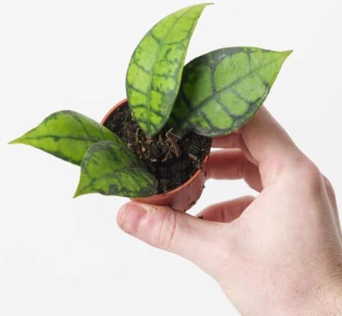 Hoya callistophylla ‘Black Cat’ – هويا كاليستو فيلا “بلاك كات”