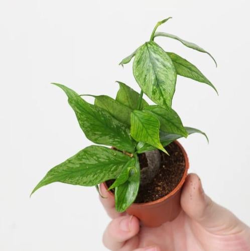 Hoya polyneura variegated