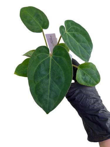 Anthurium Besseae aff. X (Red Crystallinum X Ace of Spade)