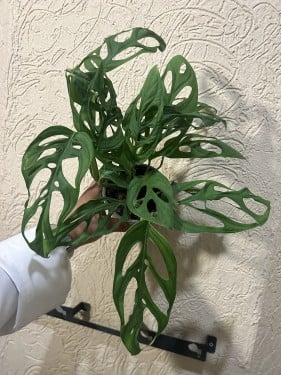 مونستيرا إسكيليتو إبيبريمنويدس -  Monstera Esqueleto Epipremnoides