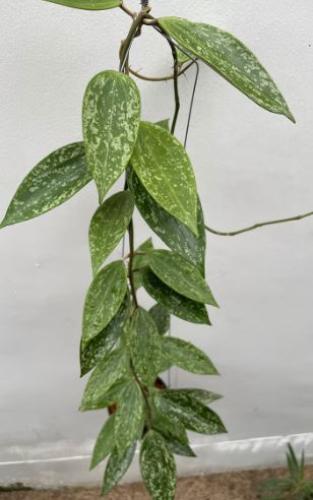 Hoya Rangsan - هويا رانجسان