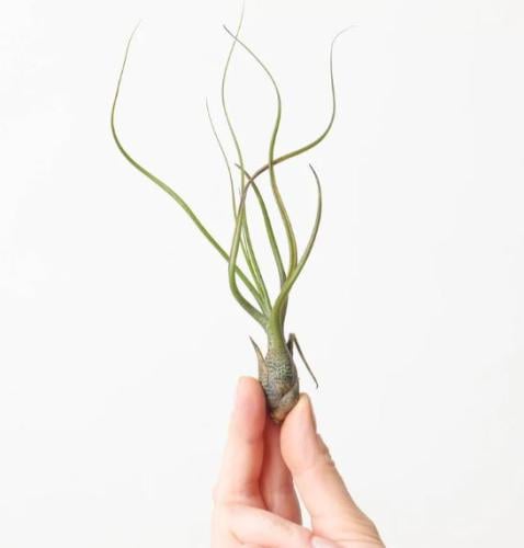 Tillandsia butzii - تيلاندسيا بوتزي