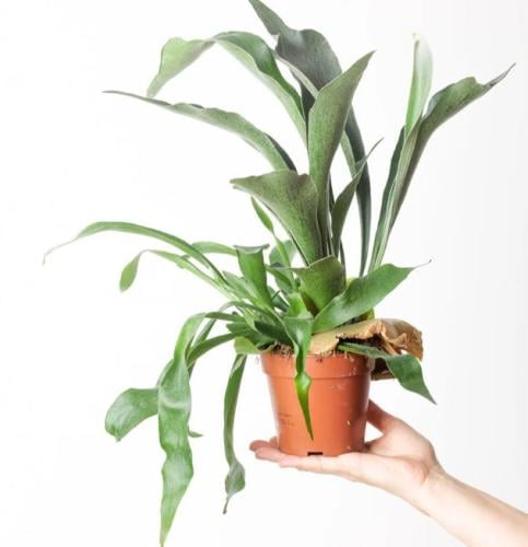 Platycerium bifurcatum - بلاتيسيريوم بايفركيدوم