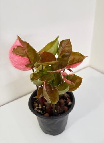 ‏Syngonium Strawberry Ice - سينقونيوم ستروبري ايس
