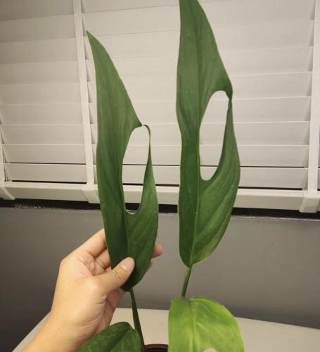 monstera obliqua colombia - مونستيرا أوبليكوا كولومبيا