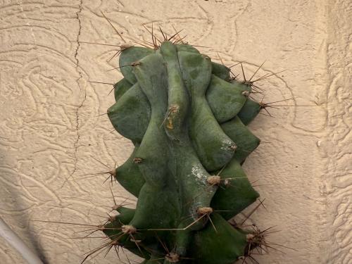 CEREUS PERUVIANUS 'MONSTROSE'
