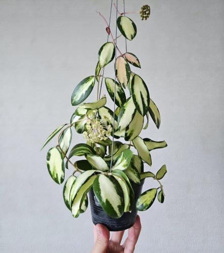 Hoya Acuta Variegata - هويا  أكوتا فرقيتد