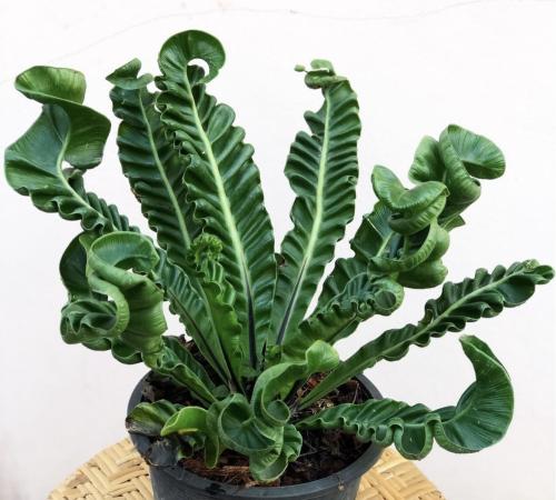 Cobra Fern – Asplenium nidus – سرخس الكوبرا