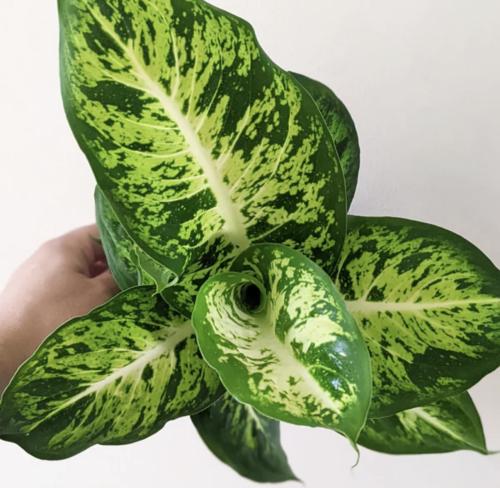 دفنباخيا “سوبلايم” - Dieffenbachia Sublime