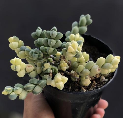 Corpuscularia Lehmannii Variegated