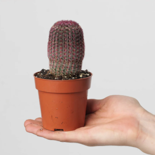 Echinocereus rigidissimus – إكينوسيريوس ريجيديسيموس