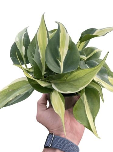 Philodendron Silver Stripe – فيلوديندرون سيلفر سترايب