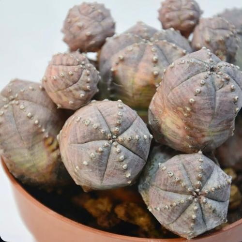 Euphorbia pseudoglobosa - يوفوربيا سودوجلوبوسا