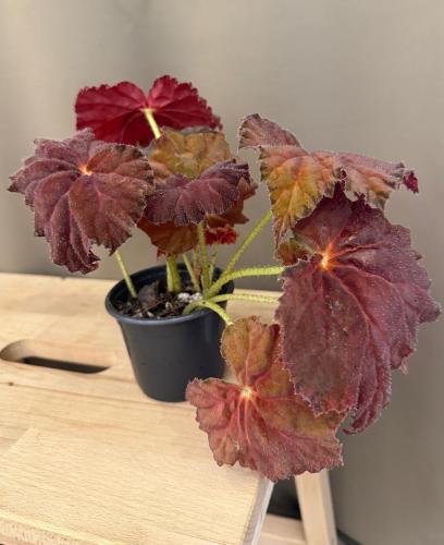 Begonia Autumn Embers - بيجونيا جمر الخريف