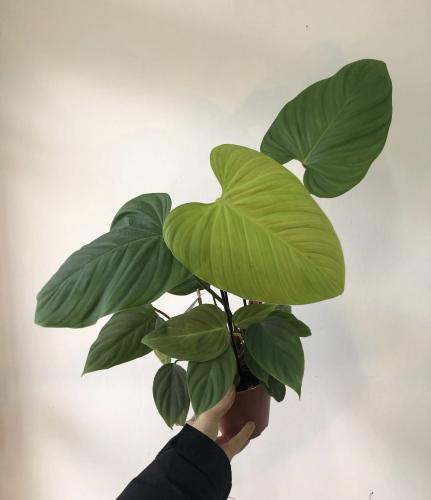 فيلوديندرون فوزي - Philodendron Fuzzy petiole