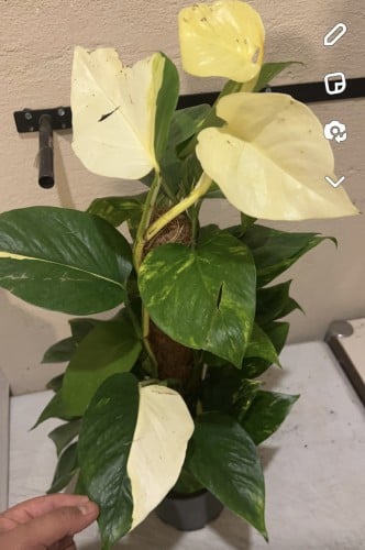 Epipremnum aureum Albo - إبيبريمنوم أوريوم ألبو